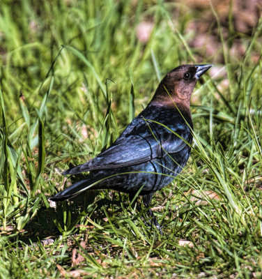 Brown Headed Cowbird