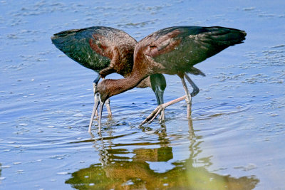 Glossy Ibis