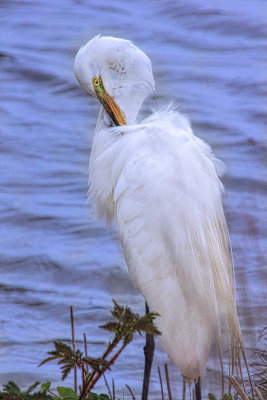 Egret