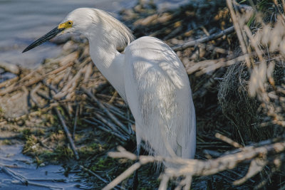 Egret