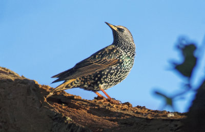 Starling