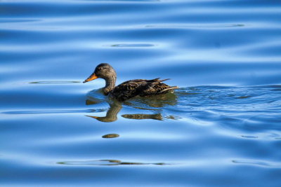 Duck Reflection