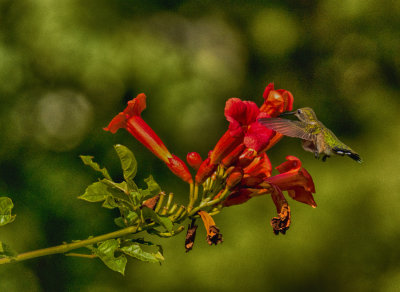 Hummingbird