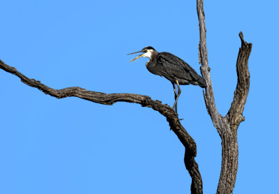 Heron on tree.