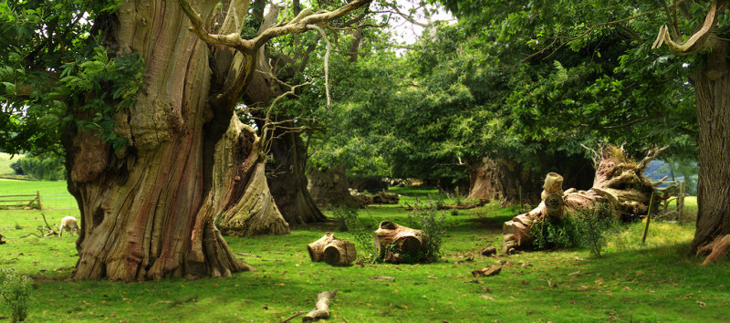 Ancient sweet chestnut avenue