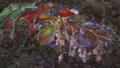 Light on the copper beech flowers