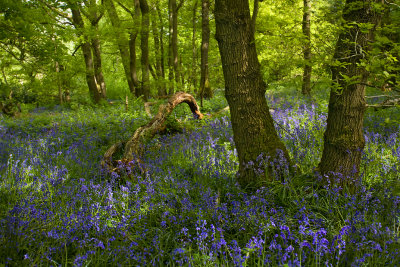 Banstead Wood in May