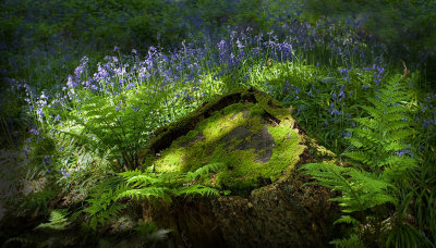Green Stump, Ferns and Bluebells