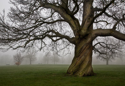 Ancient Sweet Chestnut