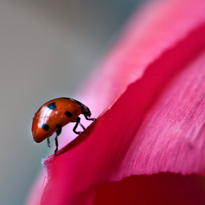 Ladybird