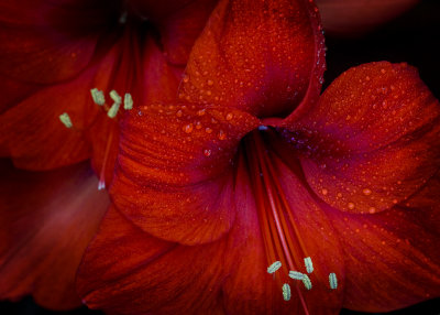 Red Amaryllis up close