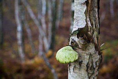 Bracket Fungus