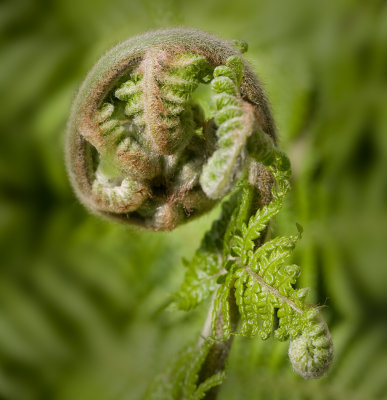 Tree Fern Frond