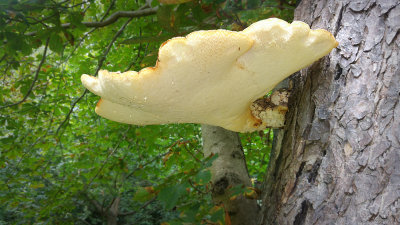 Giant Bracket Fungus
