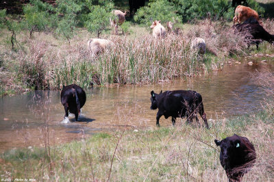 April 15th 2011 - Cows and Stream - 2045.jpg