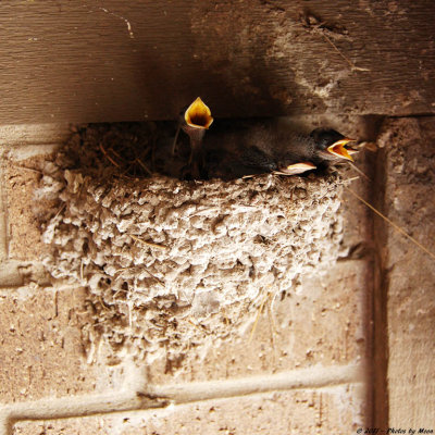 May 19th 2011 - Baby Birds - 2108.jpg