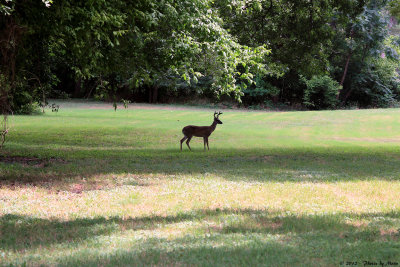 June 19th 2012 - Deer in Field - 0883.jpg