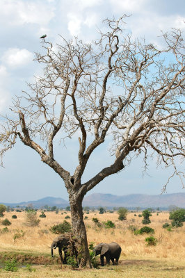 ElephantBark.JPG