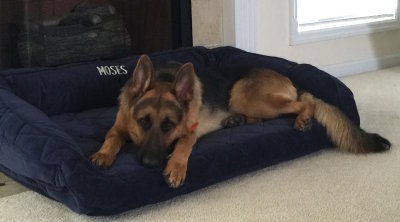 MosesBed
