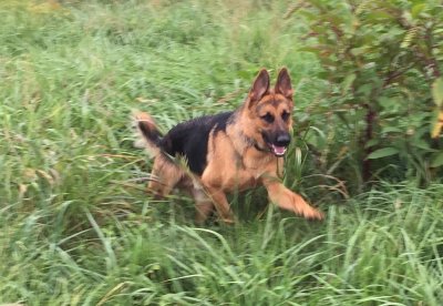 Tall Grass Dart 16 Months