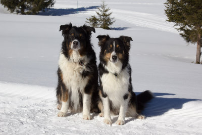 Australian Shepherd Unica