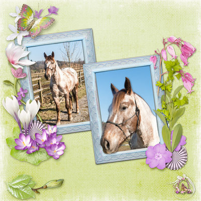 Appaloosa