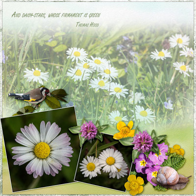 Daisies