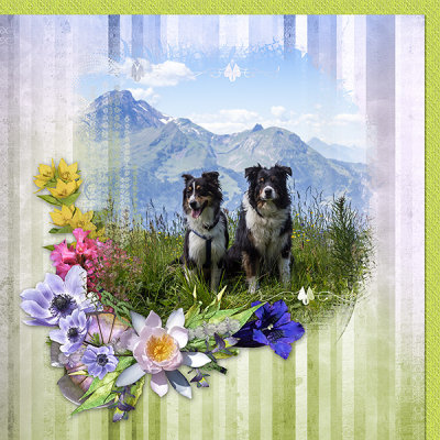 Mountain dogs