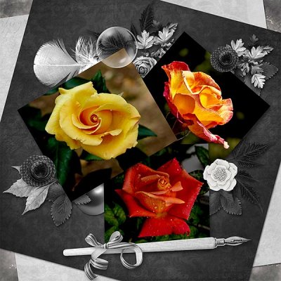 Beautiful Rose