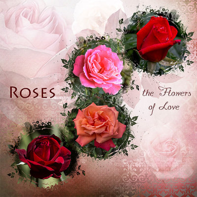 Roses