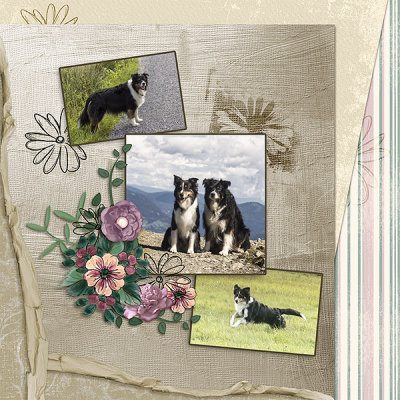 My Dogs