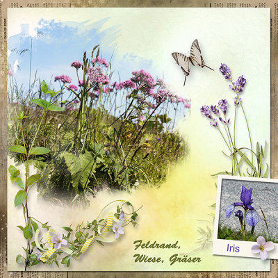 A flowery meadow