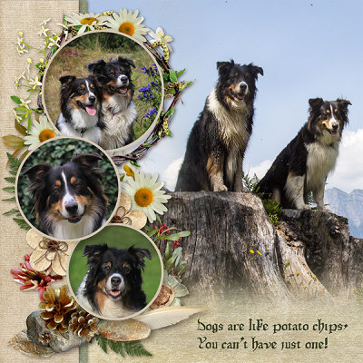 My dogs