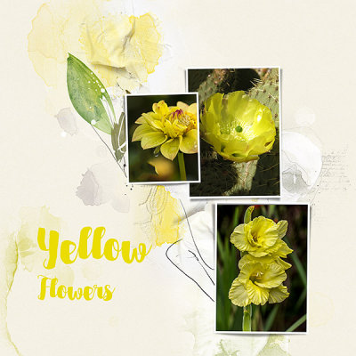Yellow Flowers