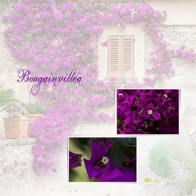 Bougainvillea