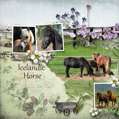 Icelandic horse