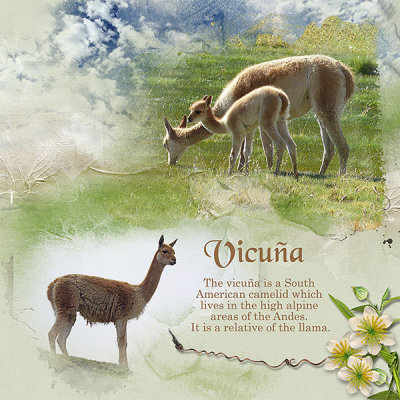Vicua
