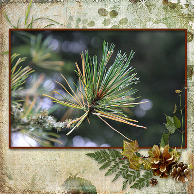 Bokeh - Needles