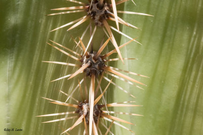 Close-up Of Cactus Needles
