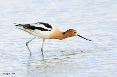 Two Images of an American Avocet
