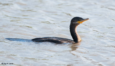 Double Crested Cormorant 1
