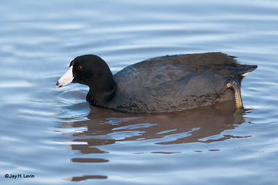 Two Images of an American Coot