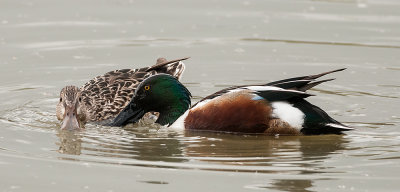 Mr. and Mrs. Northern Shoveler