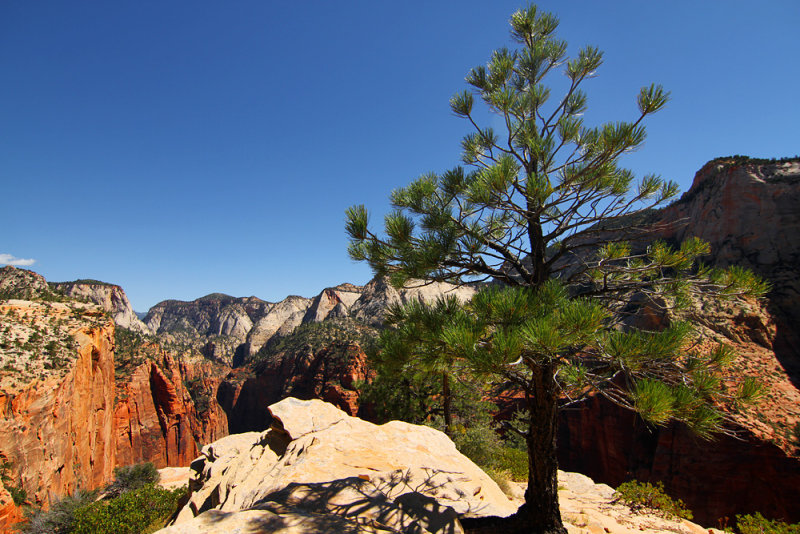 Zion IV