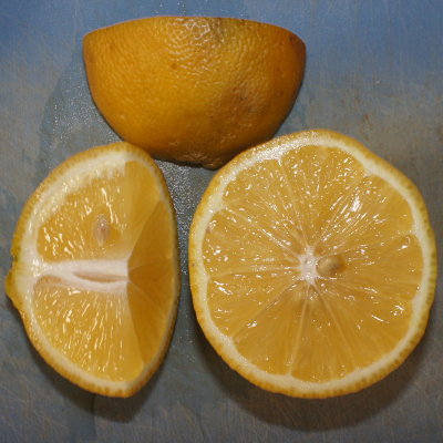 Old Lemon/Orange Tree