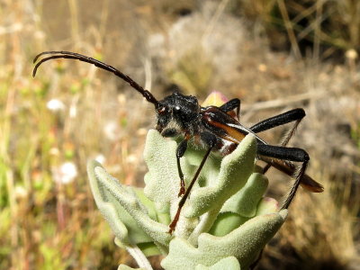 Longhorn Beetle on Aweoweo