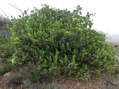 Dubautia Arborea