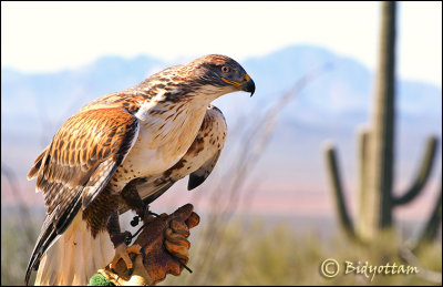 Saguaro National Park