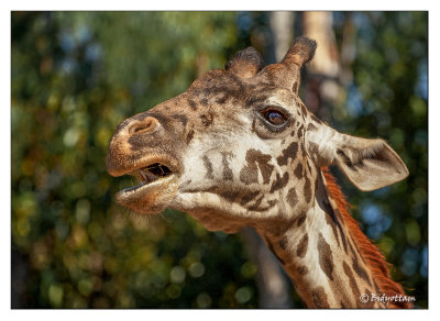 animals-giraffe1.jpg