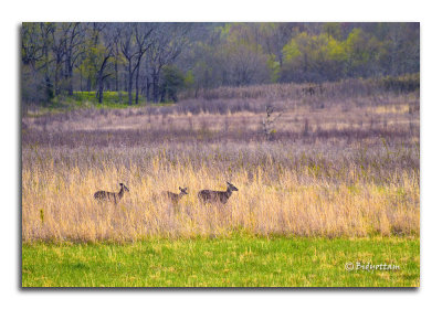 Smoky- Cades Cove deer family.jpg